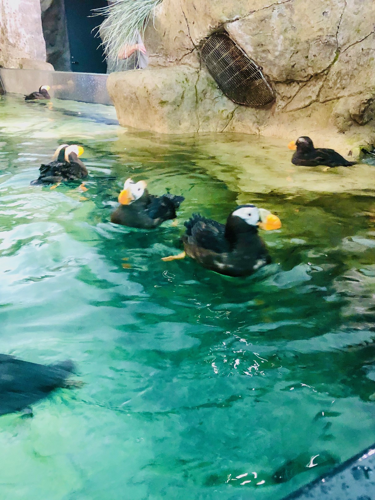 Up close with the puffins at the Penguin & Puffin Coast.